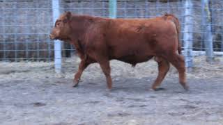 Lot 2303