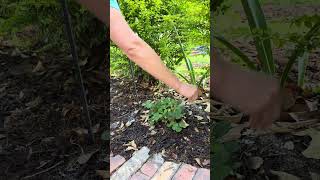 Simple Gardening Hack for Slug &amp; Snail Prevention #gardening #gardeningtips #plants #epsomsalt #home