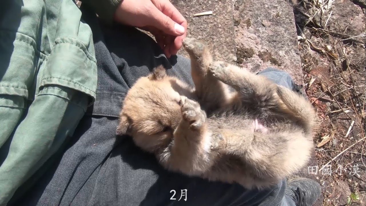 狗狗的成長期知多少 讓你一看就上手的照顧手冊 粉紅泡泡 魚美人