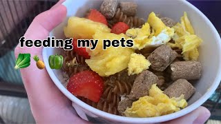 Feeding My New Pets by Faith's Furry Critters 7,189 views 3 years ago 11 minutes, 7 seconds