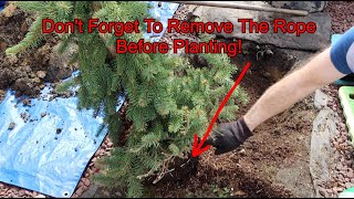 How To Plant A Weeping Norway Spruce Tree