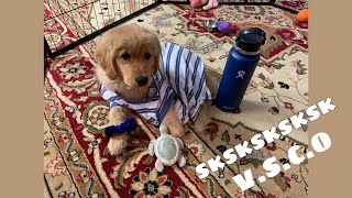 Den Retriever Puppy As A Vsco Girl