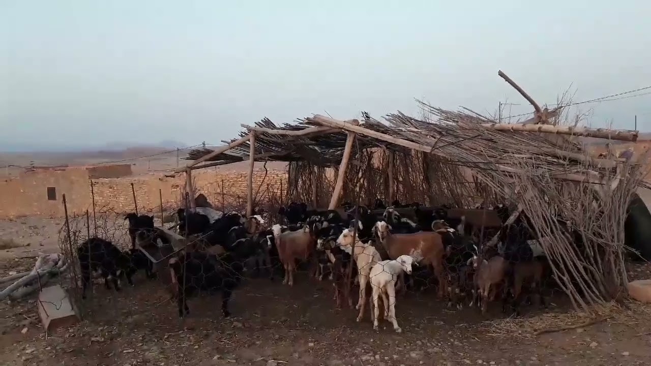 البادية⁦♥️⁩