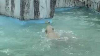 やさしい母さん？~Polar Bear 