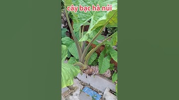 bạc hà núi // củ ráy rừng mọc ở quanh chúng ta