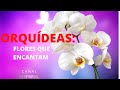 ORQUÍDEAS:  FLORES QUE ENCANTAM