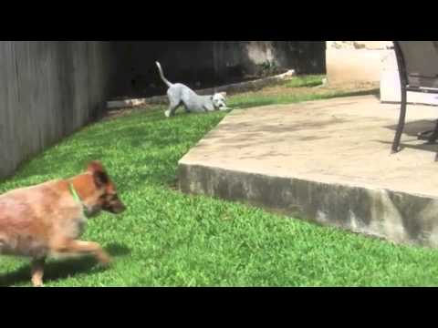 petco hours Queen Elizabeth