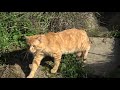 Los Gatos Salvajes: Considerados los mejores cazadores del mundo.