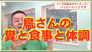 鳥さんの糞と食事と体調　ハッピーインコ＆はがひでき