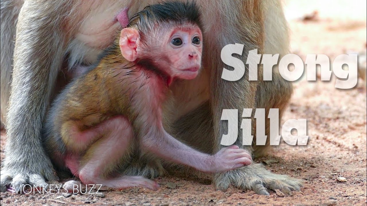 Unbelievable! Newborn Baby Monkey Jilla  Look Strong Because Mum Jill Nursing Well - Monkey Buzz 885