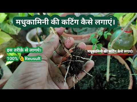 #kaminiplant Grow Kamini Plant By Cutting/ कटिंग से मधु कामिनि का पौधा कैसे लागये। #murraya #jasmine