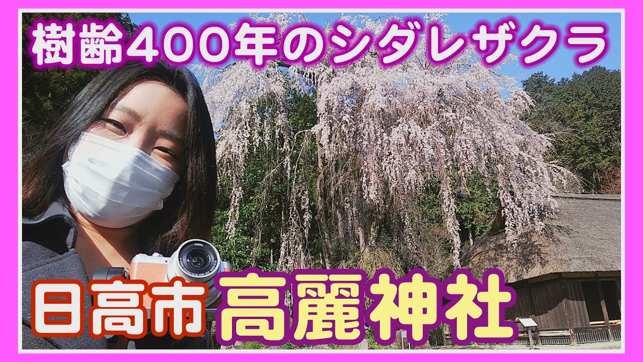 34 埼玉 日高 推定樹齢400年 高麗神社のしだれ桜 2021 3 24撮影 Youtube