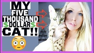 MY $5 THOUSAND DOLLAR CAT!! @LuxurySavannahs
