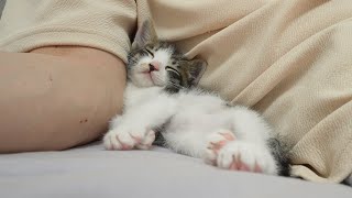 What Happens When a Rescued Kitten Becomes Completely Obsessed with Humans?