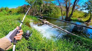 Pescando Hermoso Río REPLETO de Lobinas!