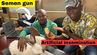 How to use artificial insemination to Impren@nt a female rabbit one male to five female