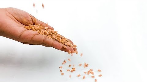 Wheat falling into Hand, Slow motion | stock footage | stock video | Cinefootage