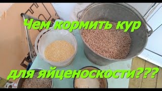 Кормление кур для яйценоскости.Жизнь на даче