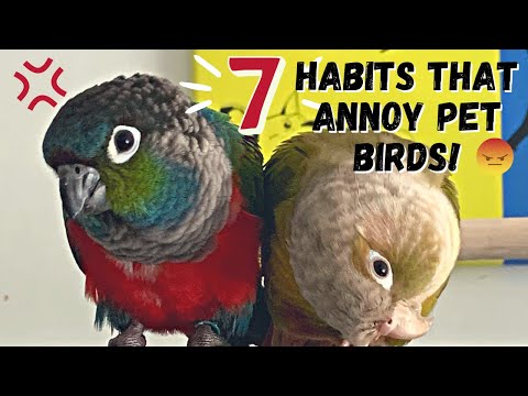 7 Human Habits That Annoy Pet Parrots | Parrot Behaviour | TheParrotTeacher