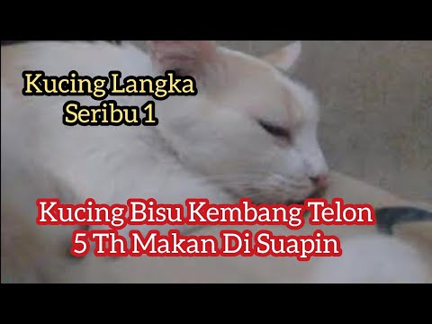 Video: Apakah kucing calico bisu langka?