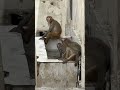 पड़ोस के बाथरू में पार्ट-2||🐒|| #trending #yts #funny #viral #bandar #money #memes #viral
