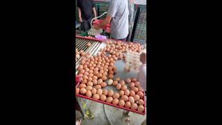 LIVE Egg Sorting 2026-08-14