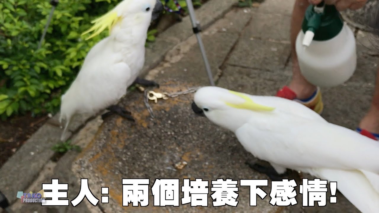 香港園圃街雀鳥花園開心閒遊雀仔街鸚鵡沐浴下集 中文字幕 Youtube 香港園圃街雀鳥花園開心閒遊雀仔街鸚鵡沐浴下集 中文字幕 Youtube
