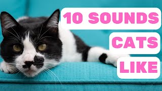 10 Sounds Cats Love the Most & Why They Like Them by Pet in the Net 118 views 9 months ago 4 minutes, 38 seconds