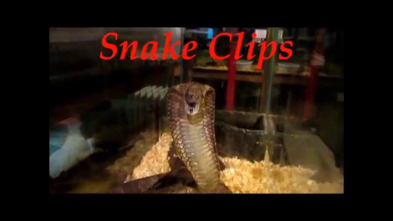 feeding cats & feeding snakes episode 68 YouTube