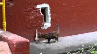 Сrazy cat!!! Очень смешное видео!!! Кошка с рыбой не пролезает в подвал. Сrazy cat!!! Очень смешное видео!!! Кошка с рыбой не пролезает в подвал.