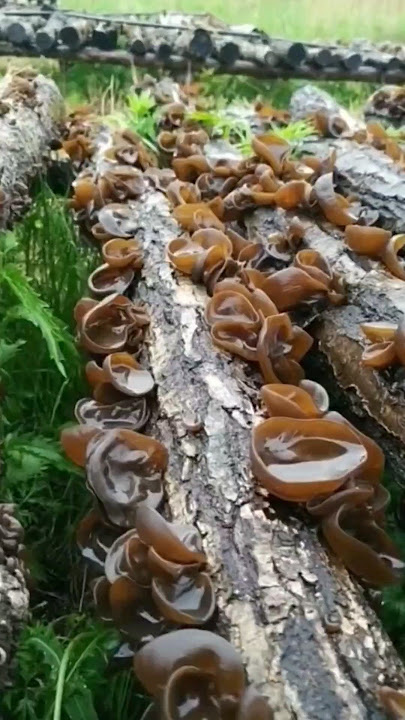Download lagu Wood ear mushroom cultivation techniques