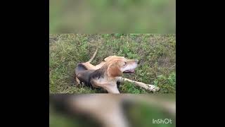 коп с ахотничей собакой, собака помогает искать металл