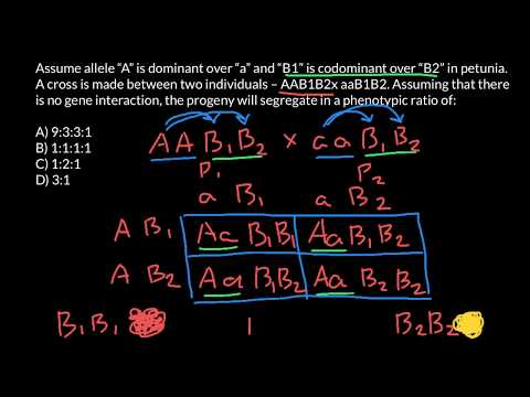 How to find genotype phenotype ratio in F1