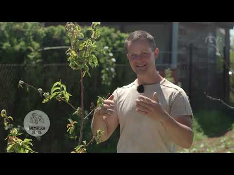 Video: Ako liečiť pleseň listov askochyta?