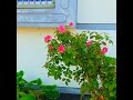 Roses in my garden.