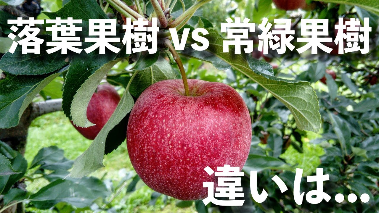 【果樹栽培の基礎①】果樹の一生と1年!栄養成長と生殖成長!? - YouTube
