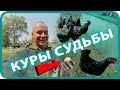 КУПИЛ ДОМ В ДЕРЕВНЕ / ЗАВЁЛ КУР / САЖАЮ КАРТОШКУ / ПАРНИК