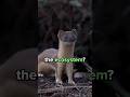 The Surprising Role of Weasels in Maintaining Ecosystem Balance 🐾