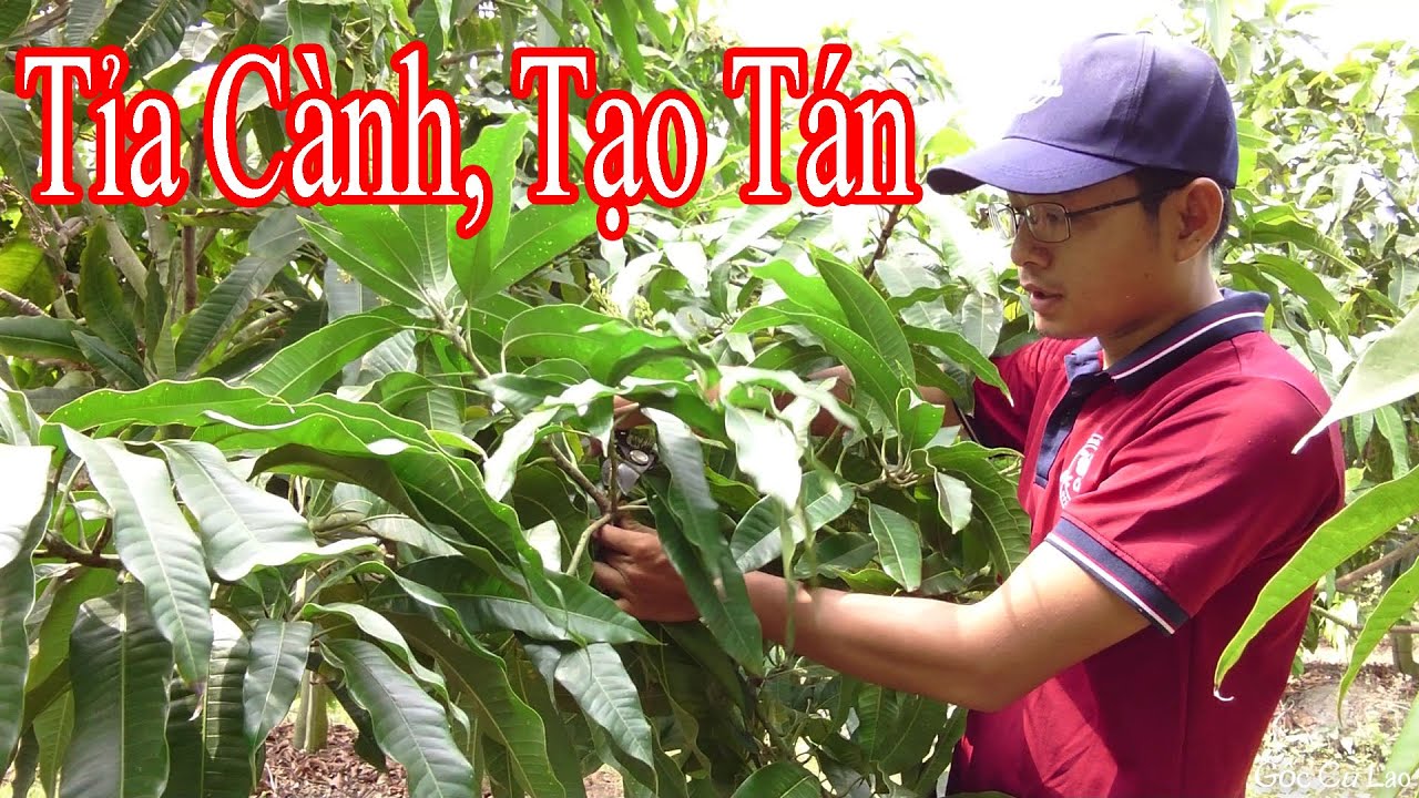 Tỉa Cành Tạo Tán Cho Xoài |Gốc Cù Lao| #0986289491