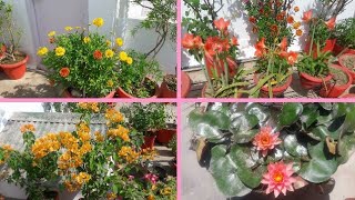 My terrace Garden Setup For Summer Flowers ??????
