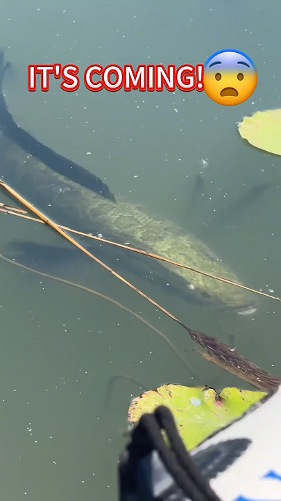 A massive fish #fishing #bigfish #bassfishing #seaknight