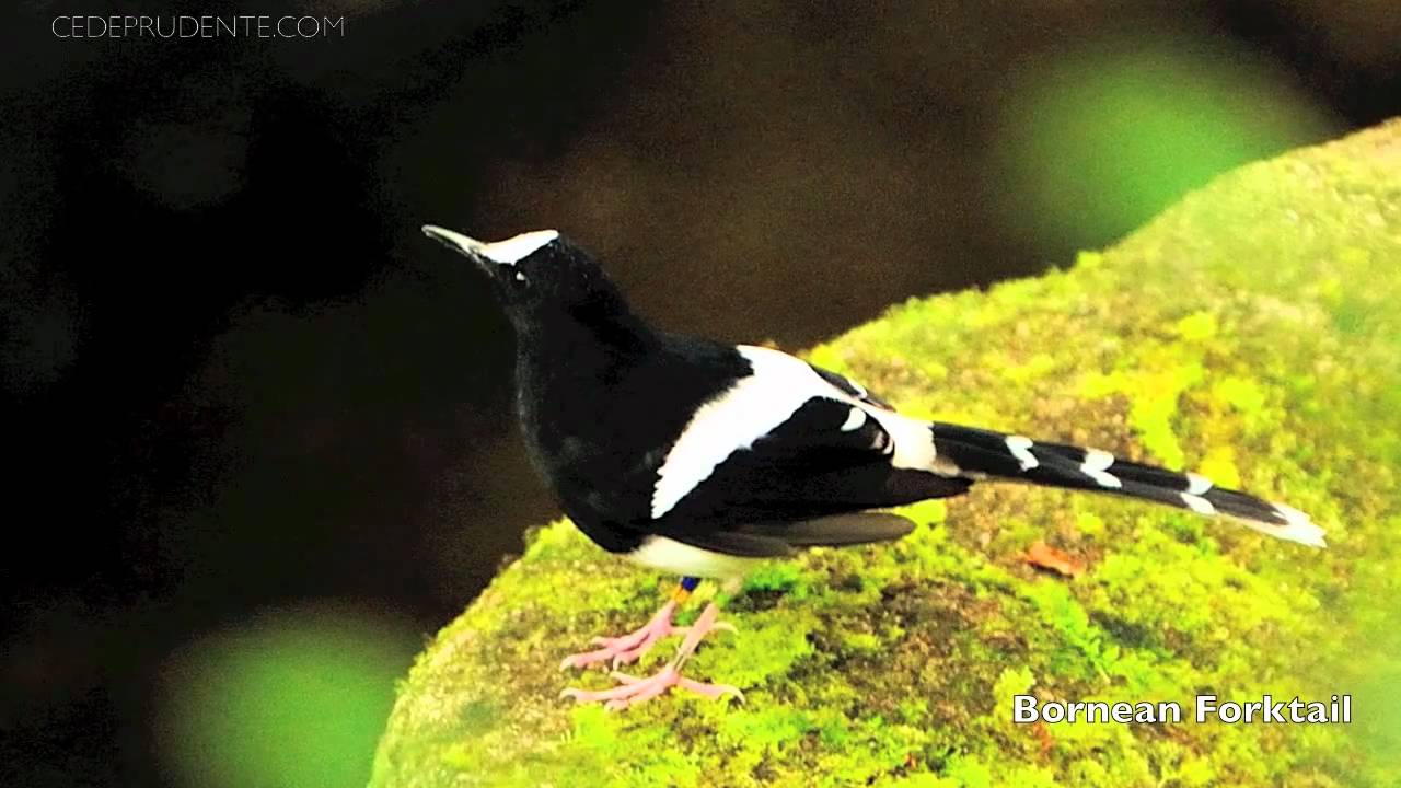Birds Of Borneo Mov Birds Bird Pictures Birds Butterflies