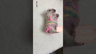 swing o swing #frenchie #9gag #reels #smol #subscribe swing o swing #frenchie #9gag #reels #smol #subscribe