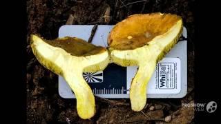 Boletales - fungi kingdom