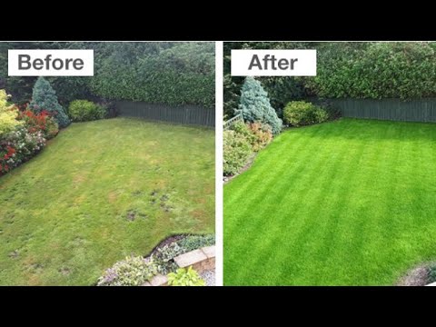 Lawn Grass Care For Lush Green Look. How To Get Carpet Grass. Best Fertilizer For Grass