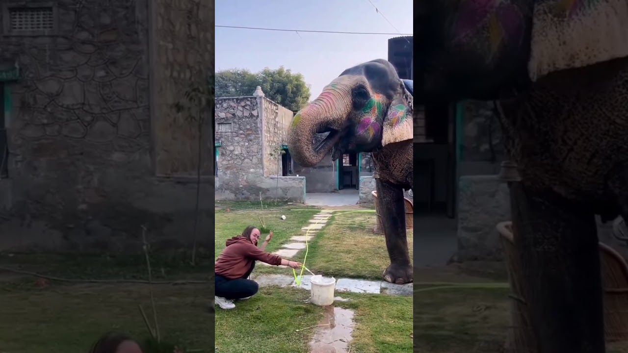 🐘 Elephant Riding @ Elephant Fun Park | Adventure & Masti 🌿#shortvideo #elephant