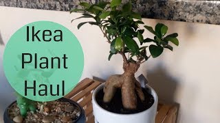 Ikea Plant Haul (Sansevieria Cylindrica, Ficus YouTube