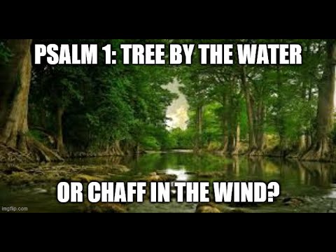 Psalm 1 Sermon (An Exposition): A Tree by the Water or Chaff in the ...