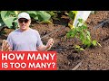 How many tomatoes can you grow in a raised bed