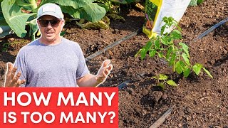 How Many Tomatoes Can You Grow in a Raised Bed?